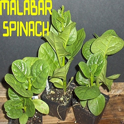 500 Green Malabar Spinach Seeds – Heat loving, frost sensitive.fast-growing