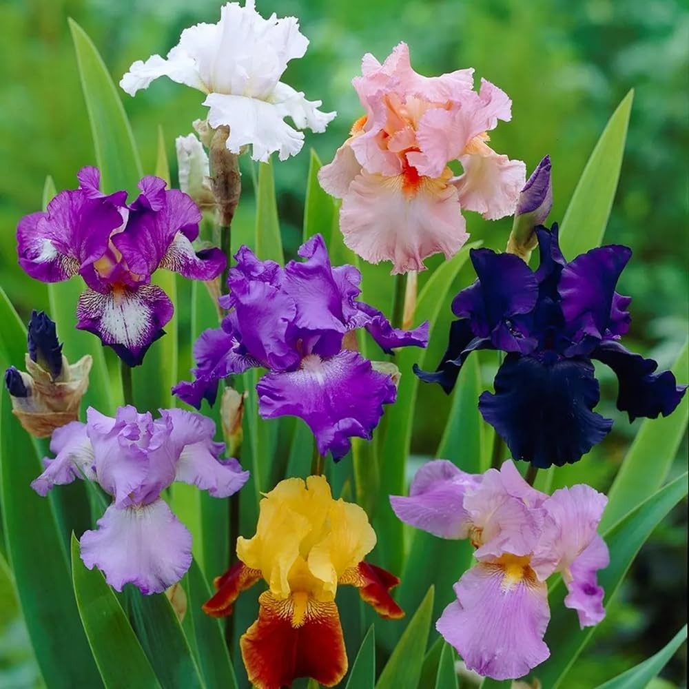 “50+ Germanica Iris Seeds for Fragrant Bearded Iris Flowers in Your Garden”