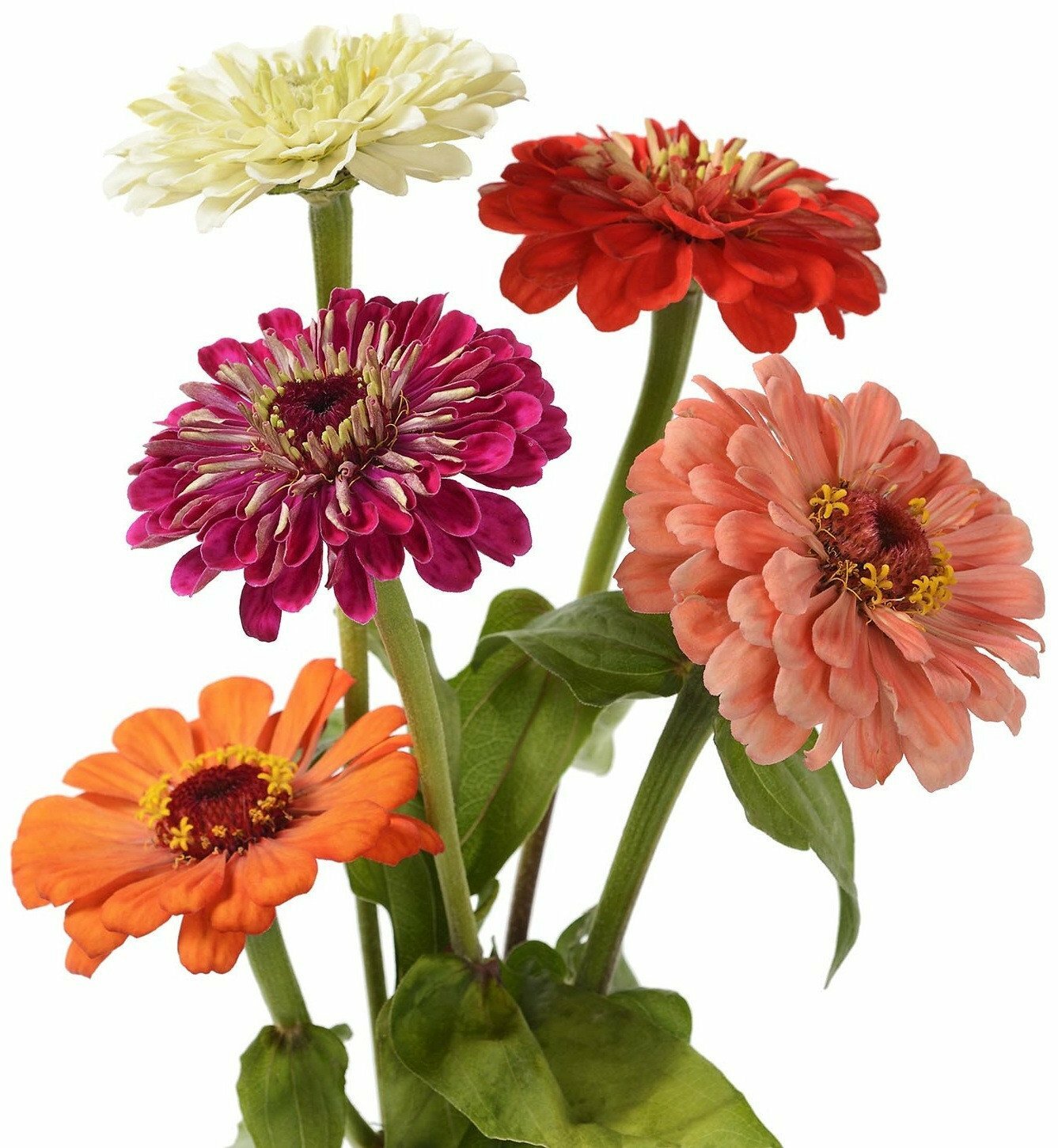 Zin Master Zinnia – Zinnia elegans