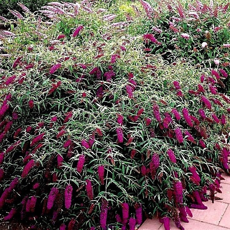 Multi-color Butterfly Bush Mix 150 Seeds- Easy to grow -Comb S/H