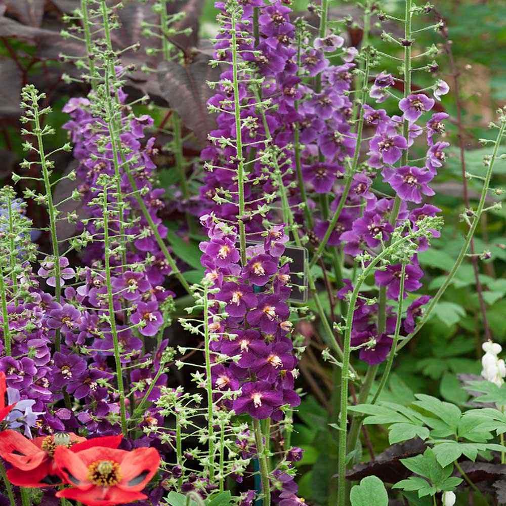 1000 Seeds Verbascum phoeniceum Violetta Mullein Garden Flower Plant Seeds