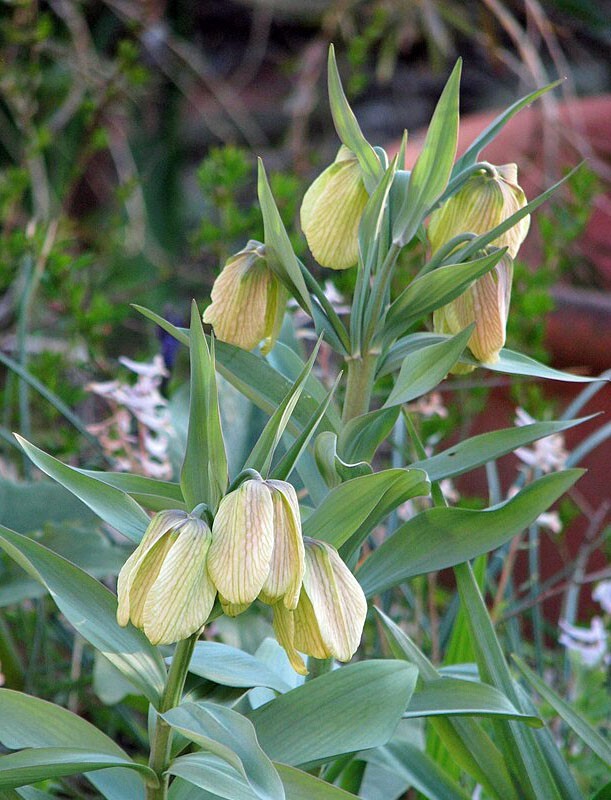 Fritillaria pallidiflora | Siberian Fritillary | 10 Seeds