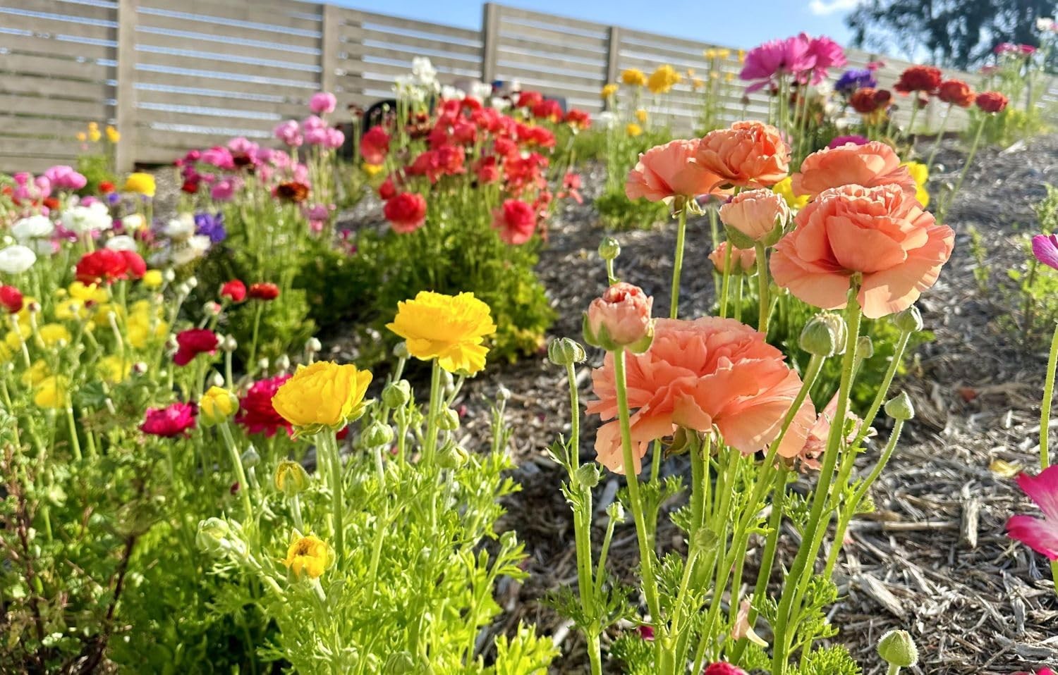 Mixed Peony Ranunculus Bulbs- Persian Buttercup -10 Corms Bulbs Flowering Blooms