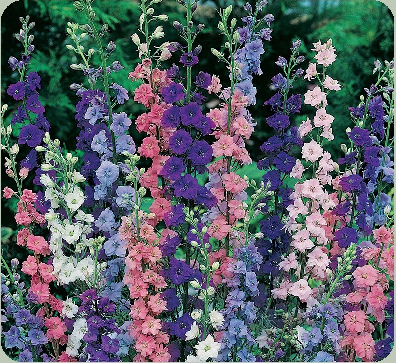 Rocket Larkspur Seeds 200+ Delphinium Ajacis ANNUAL FREE S&H HUMMINGBIRDS USA