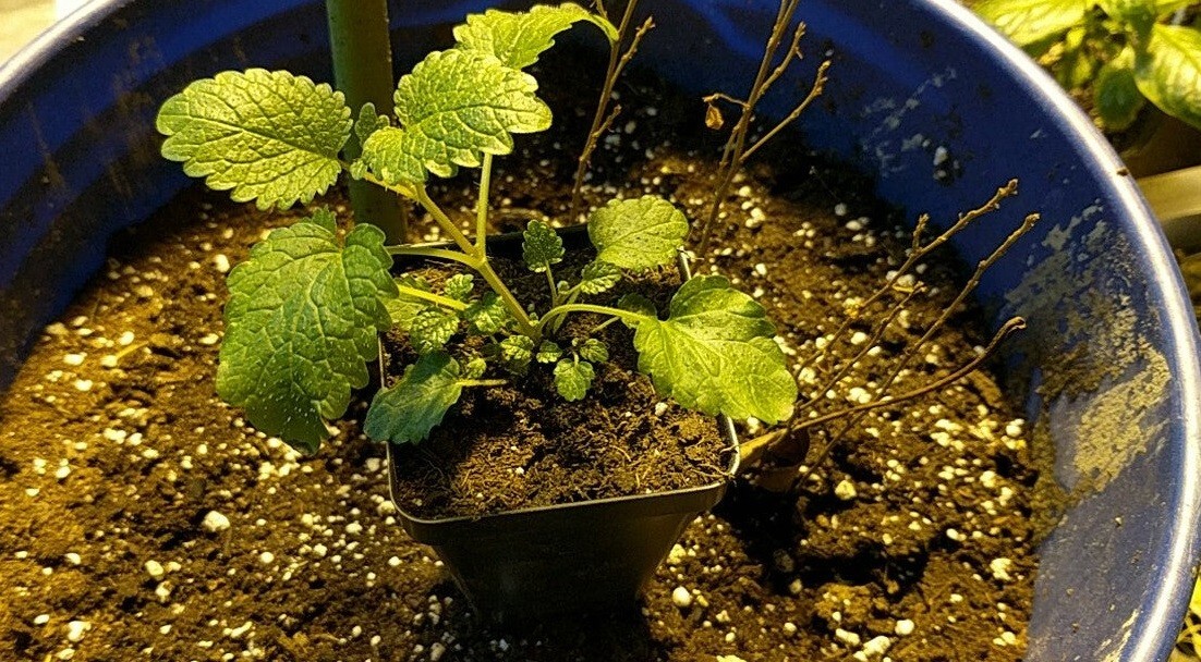 Lemon Balm 100 – 5000 Seeds Heirloom Herb Citrus Aroma REPELS MOSQUITOS
