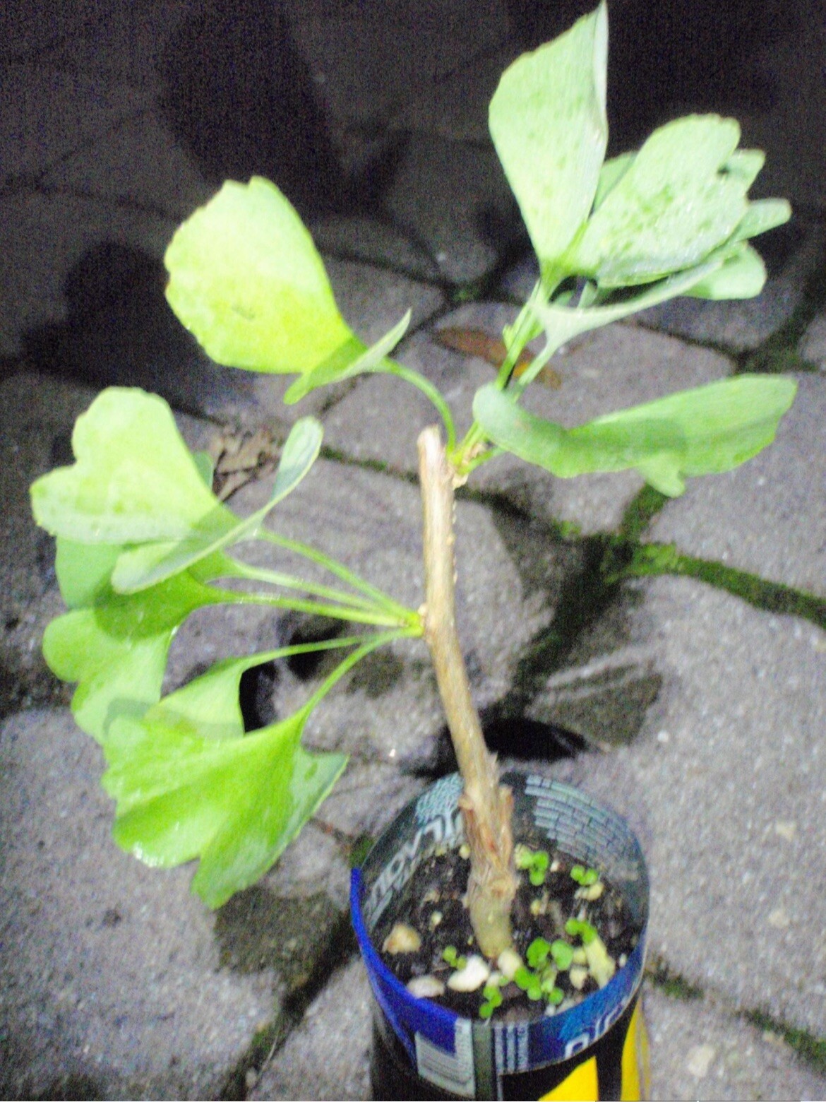 Male ginkgo, live grafted plant 1 year old graft size.