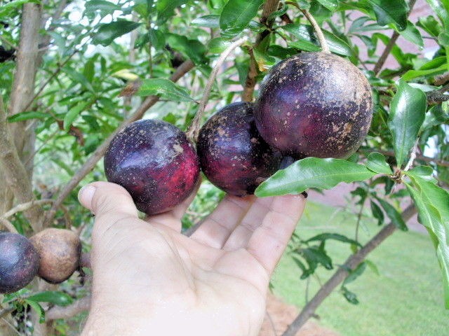 20 EIGHT BALL POMEGRANATE SEEDS – Punica granatum “Eight Ball”