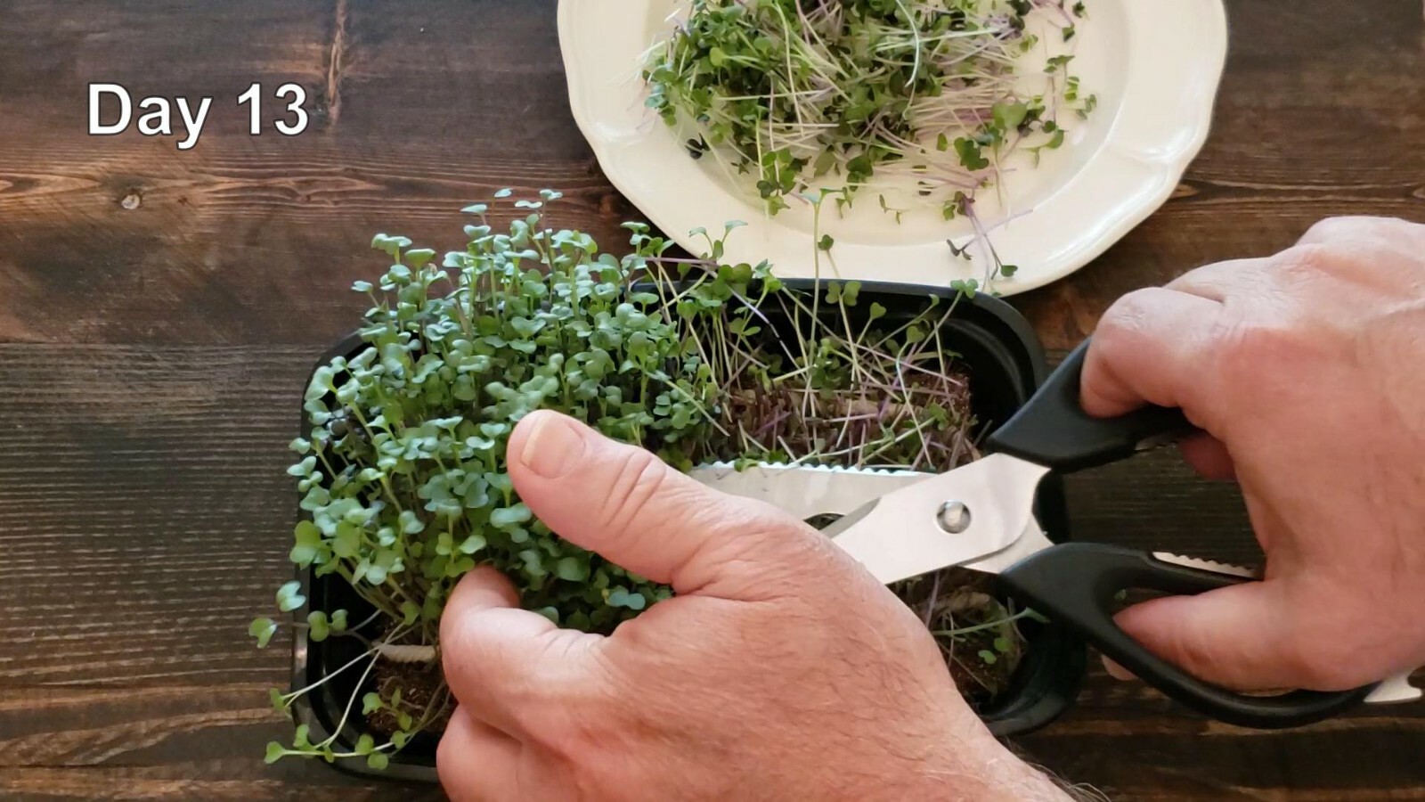 Microgreen Grow Kit – Basic Salad Mix