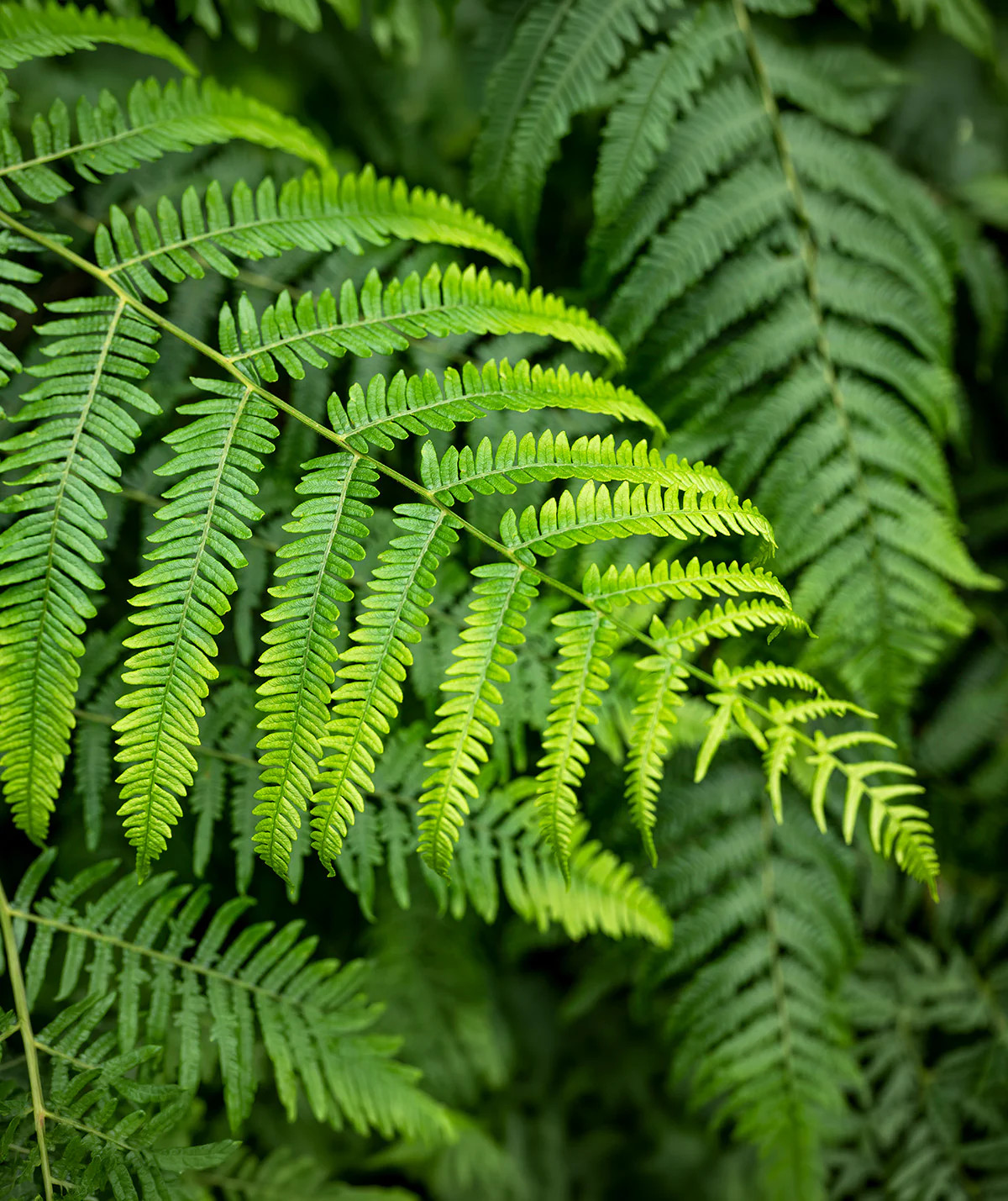 Lady Fern – 3 root divisions