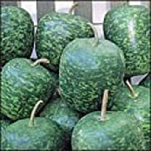 Apple Gourds (Large) Seeds (((25 Seed Packet))) (More Heirloom, Organic, Non GMO