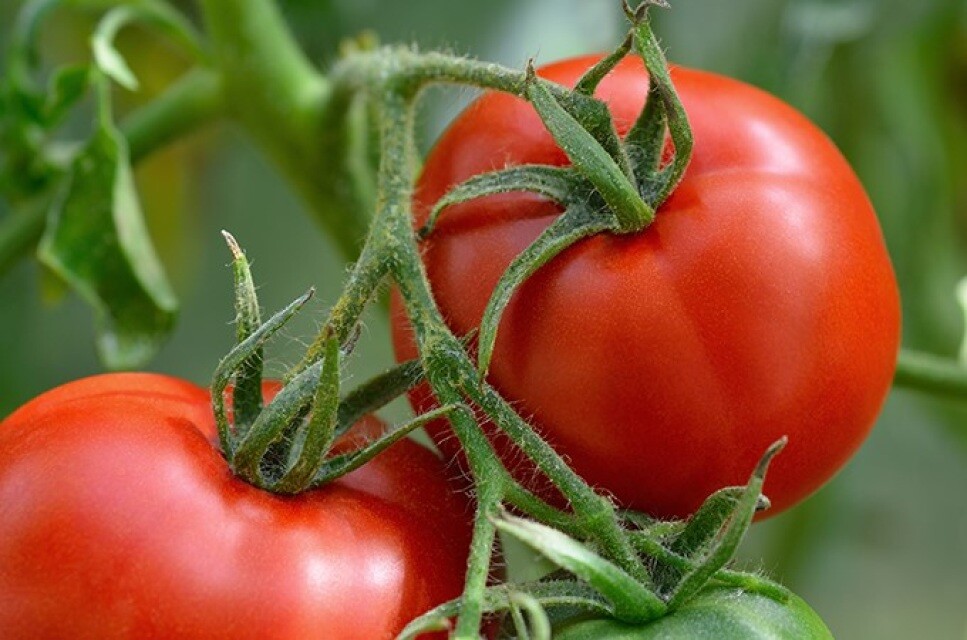 Manitoba Tomato Seeds, Slicer Tomato, Cool Climate, NON-GMO, Heirloom, FREE SHIP