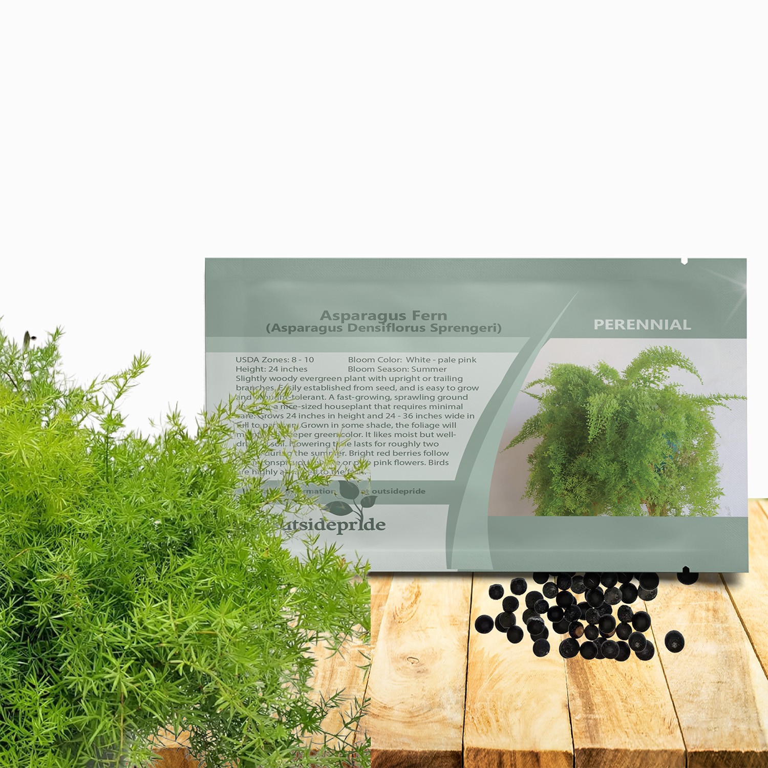 200 Seeds Asparagus Fern Drought Tolerant Garden Flower Plant Seed