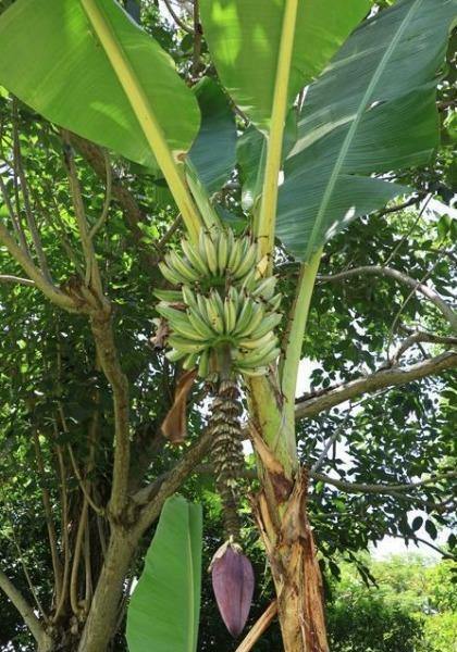 Musa balbisiana Gigantea | Bhimkol Wild | King Kong | 10 Seeds