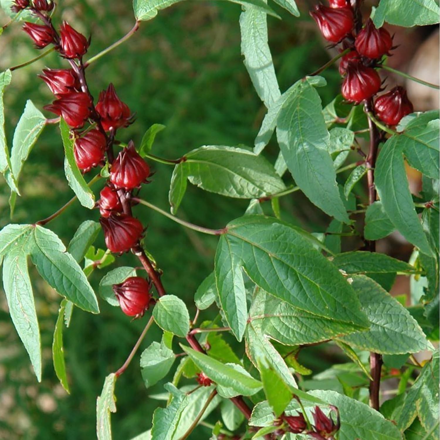 Red Roselle Hibiscus Seeds – Packet of 50