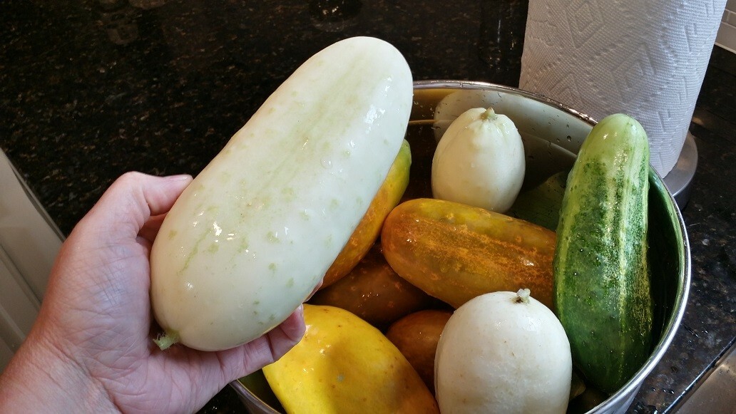 Cucumber Seeds White Wonder (15) Seeds- Heirloom Non-GMO Vegetable Variety