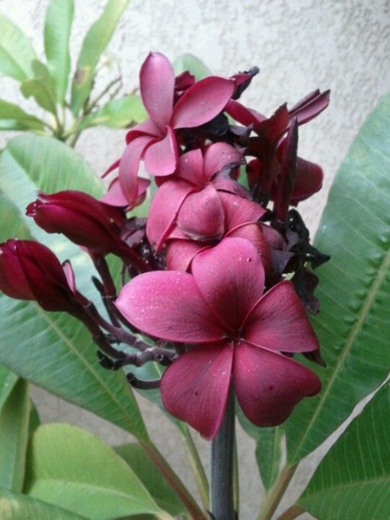 5 Bright Pink Purple Plumeria Seeds Perennial Flowers Seed Frangipani US SELLER