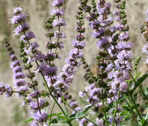 SPEARMINT Mentha Spicata – 100 Seeds