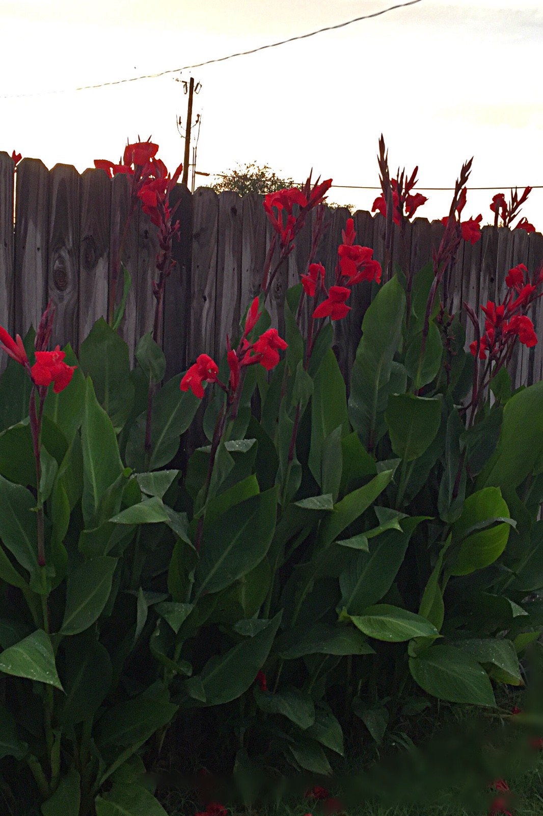  XL Canna Lily Bulbs – Bright Bold Red Flowers Tall With Large Green Leaves (5)
