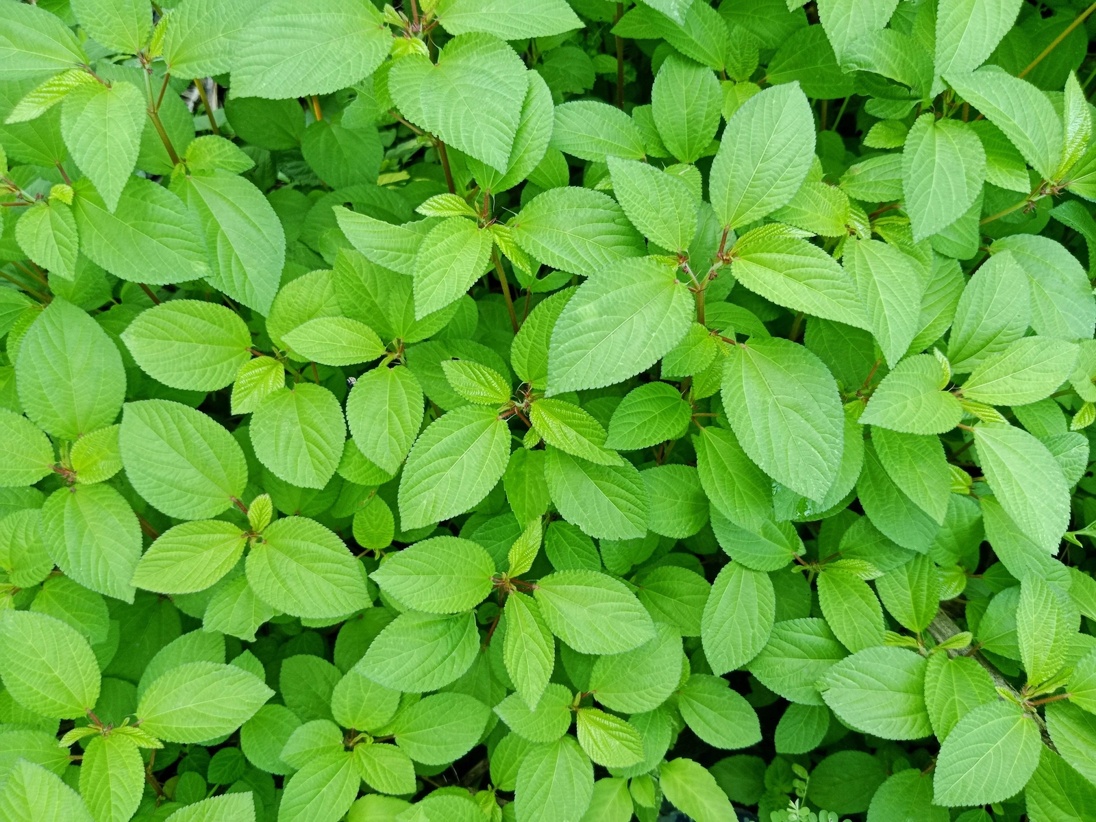 100 TOSSA JUTE Mallow Corchorus Olitorius African Sorrel Twine Vegetable Seeds