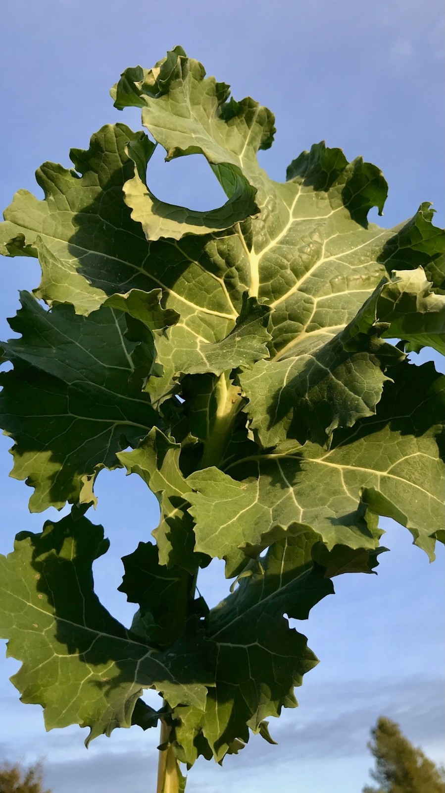True Siberian Kale Seeds for Planting: Cold Hardy Bulk Seed Packet USDA Organic