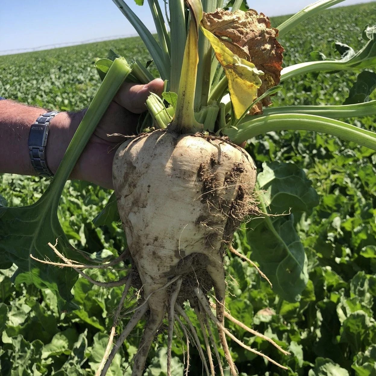 400 Sugar Beet Seeds — Natural Sugar — HUGE