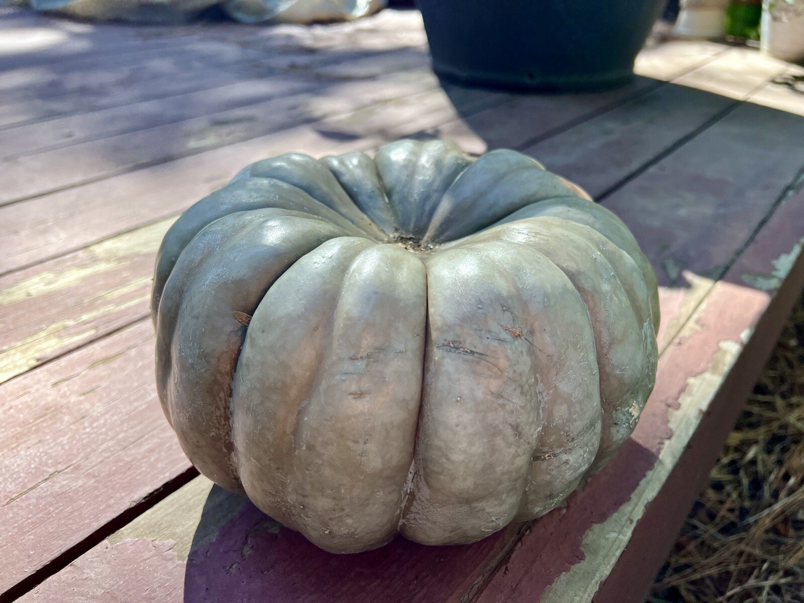 FRESH 10 Heirloom Rare Blue Gray Jarrahdale NZ Moon Doll Pumpkin Plant Seeds