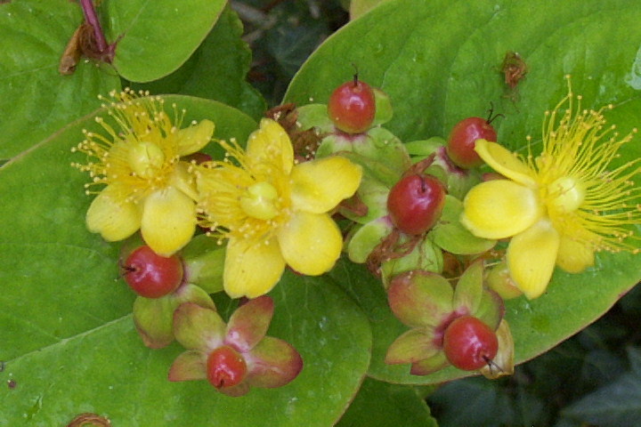 Hypericum shrub, 1000 SEEDS Hypericum Androsaemum, yellow flowers, bulk