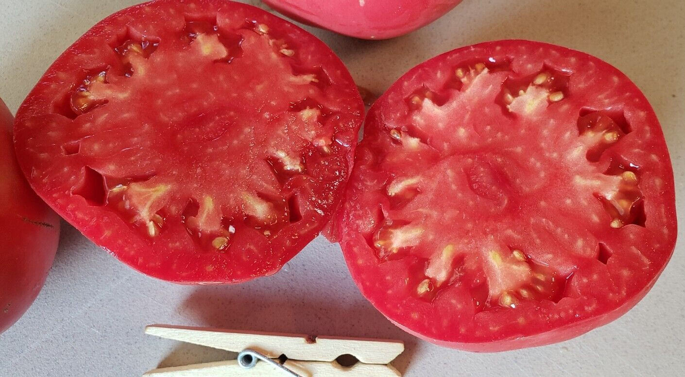Soldacki Tomato (20 seeds) – Heirloom flavor with extra large tomatoes!
