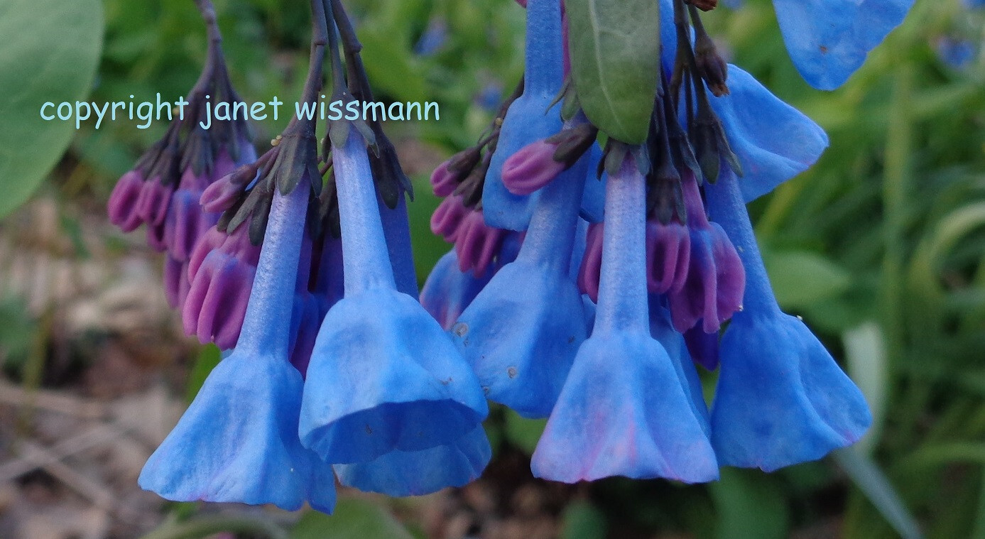 200 SEEDS VIRGINIA BLUEBELLS Mertensia virginica *Must PLANT inSUMMER/FALL*READ*
