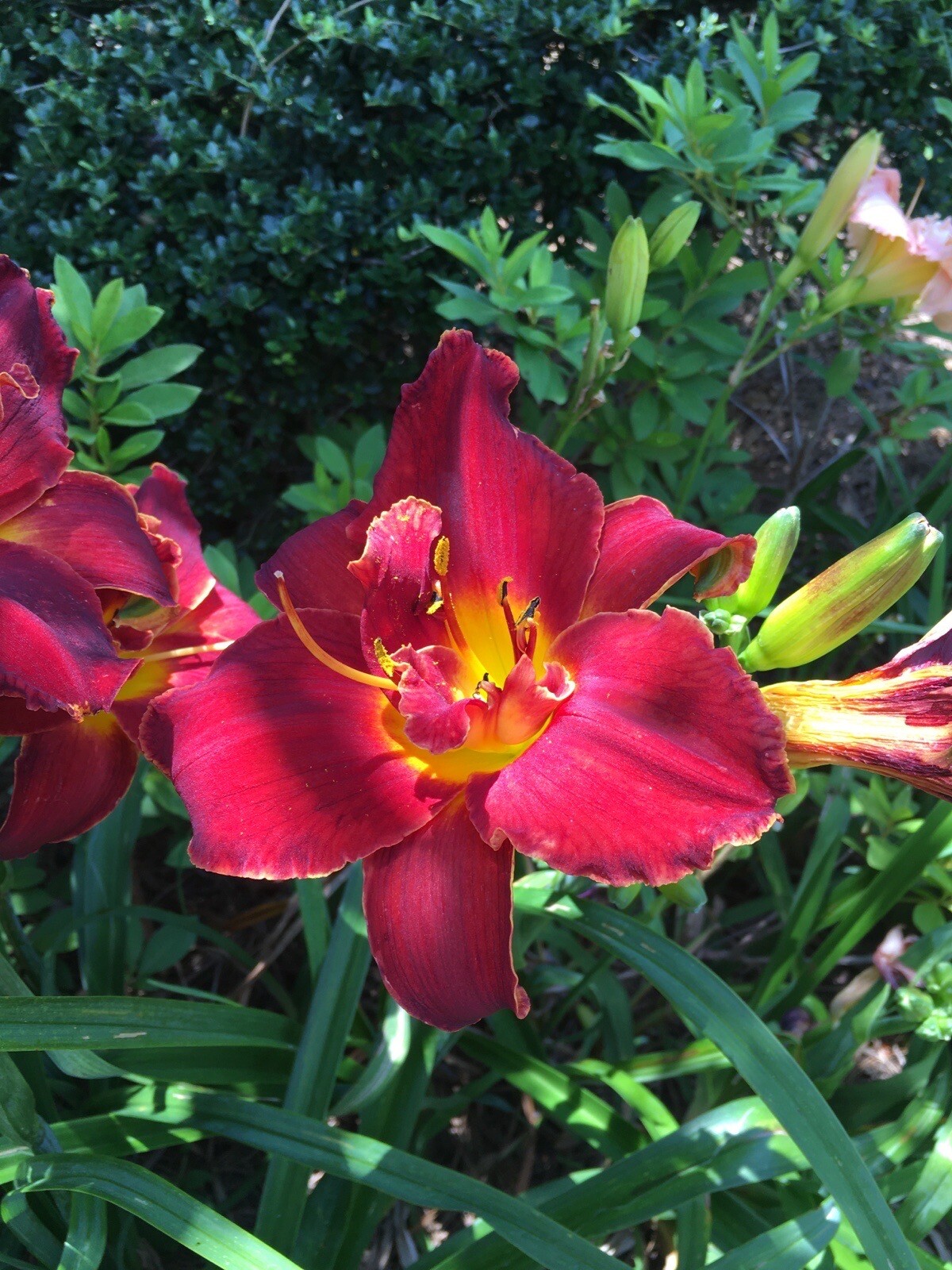 20 MIXED COLORS DAYLILY Mix Red Purple Flower Seeds FREE SHIP