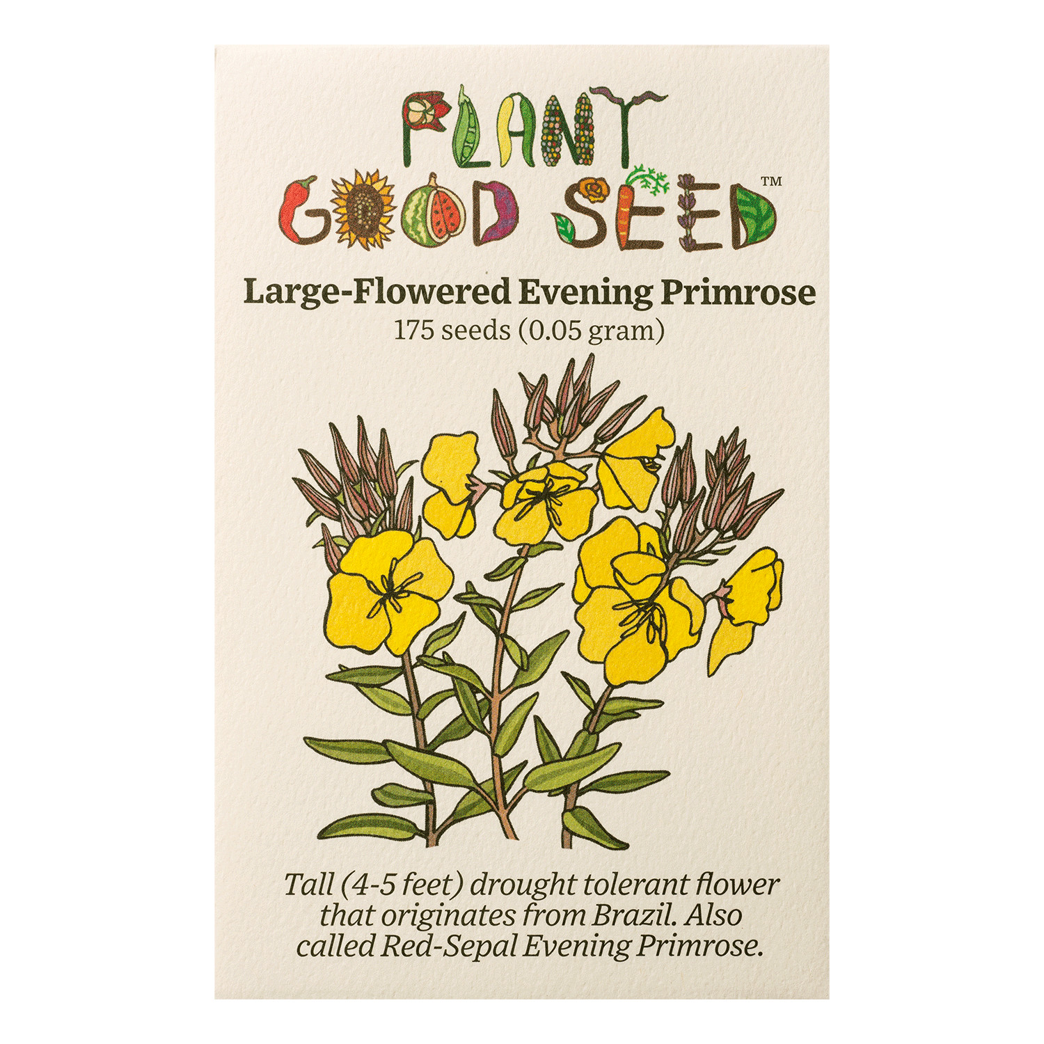 Large-Flowered Evening Primrose Seeds