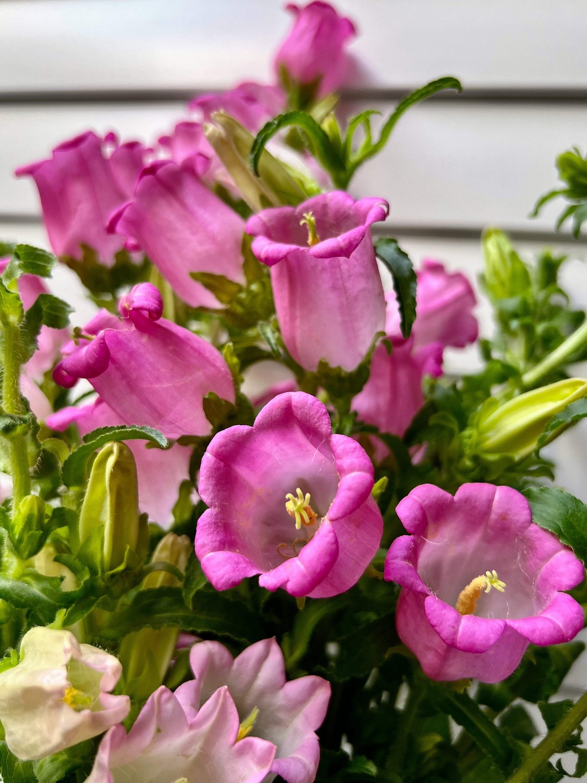 200 ROSE PINK CANTERBURY BELLS – CAMPANULA Medium Flower Seeds *Comb S/H