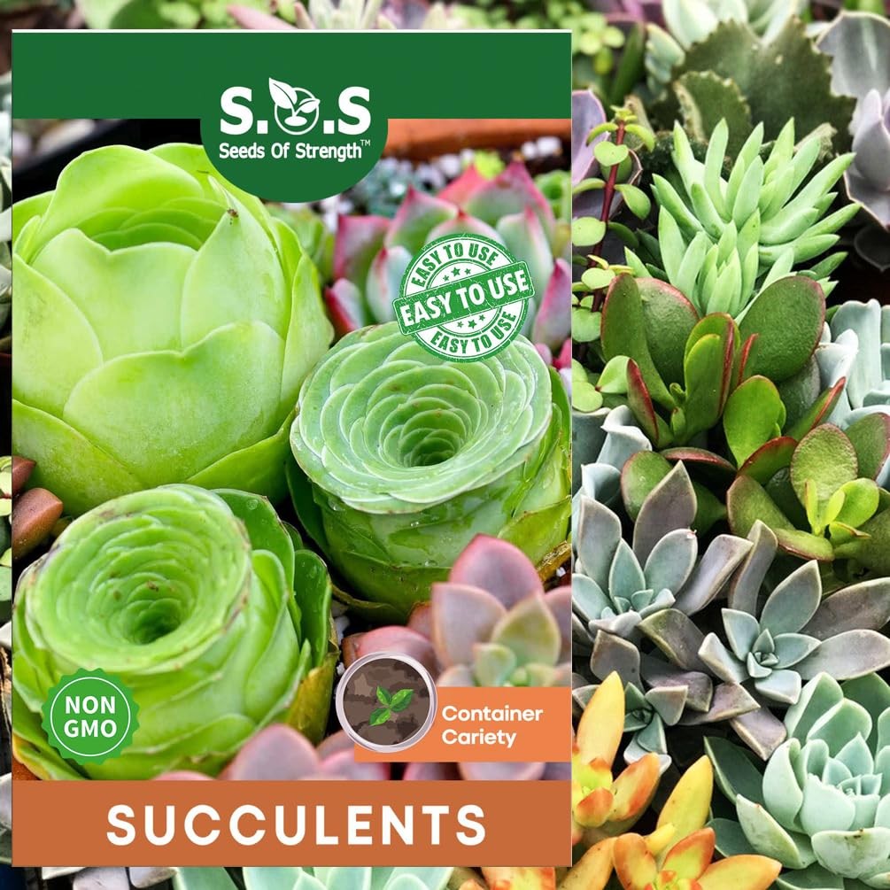 200pcs Rare Mixed Mini Succulents Seeds for Bonsai & Ornamental Mult-Color