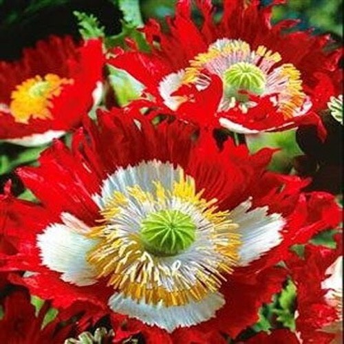 5,000+ Heirloom Danish Flag Poppy Somniferum Seeds XL Flowers Organic, Non-GMO