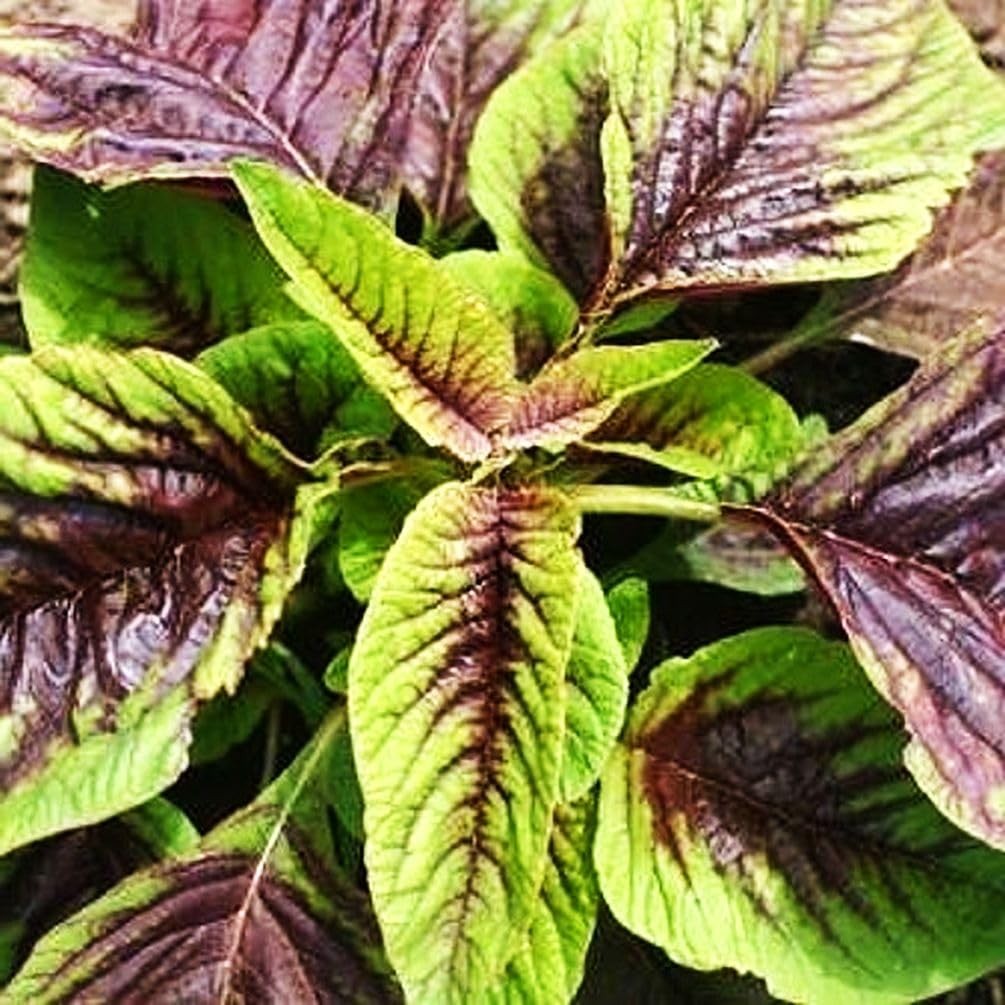 500 Red Stripe Leaf Amaranth Seeds – SpinachLike Edible Salad Greens