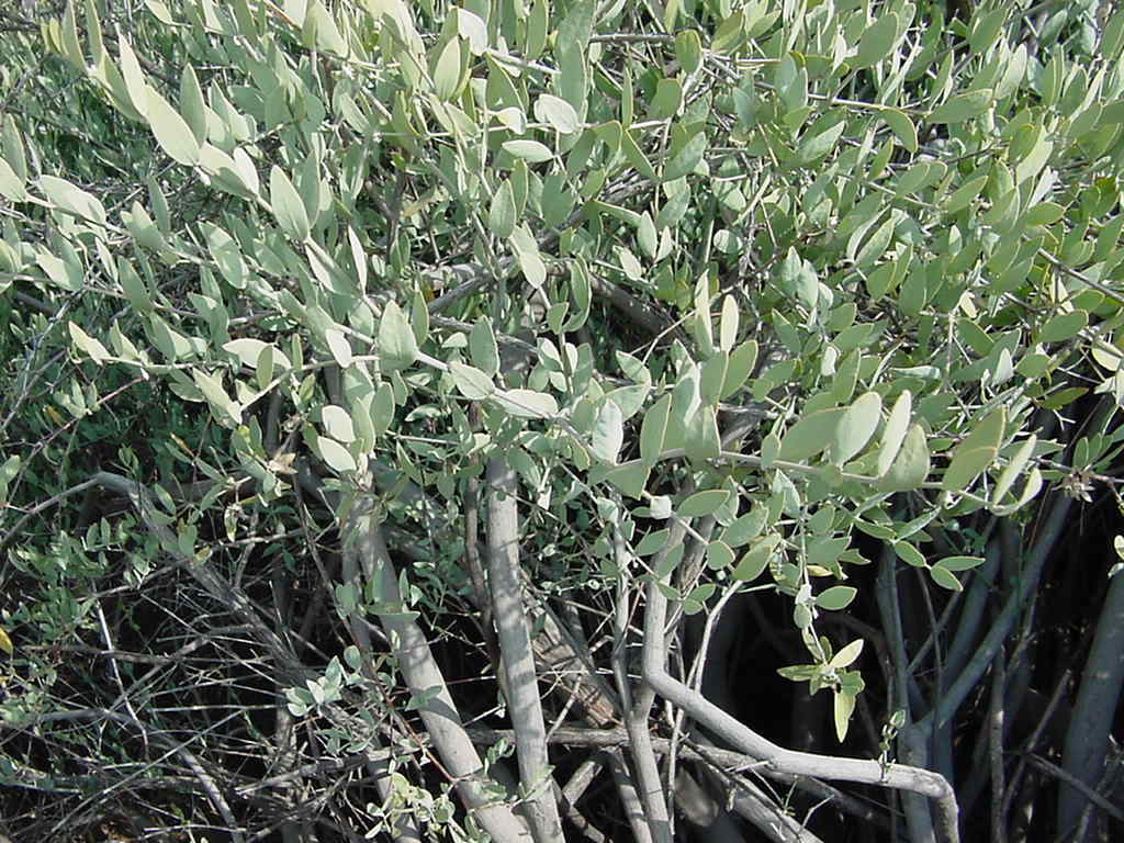 Jojoba, Simmondsia chinensis, Seeds (Edible, Long Lived Desert Shrub, Hedge)