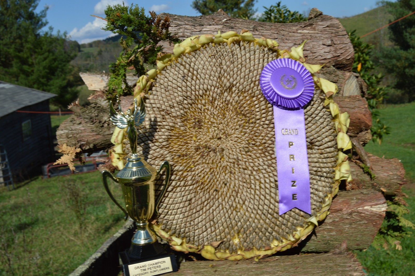 AMAZON SUNFLOWER / GRAND PRIZE AWARD WINNER / CHAMPION STRAIN / GIGANTIC PLANTS