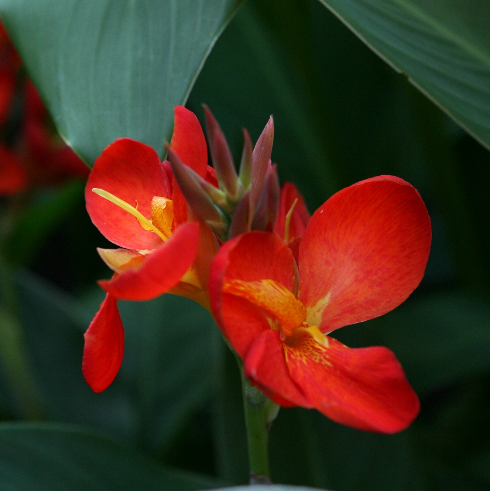 50 Canna ‘South Pacific Scarlet’ viable seeds