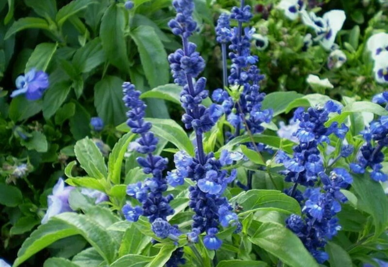 10 + sage, BLUE flower, Salvia farinacea, SEEDS!