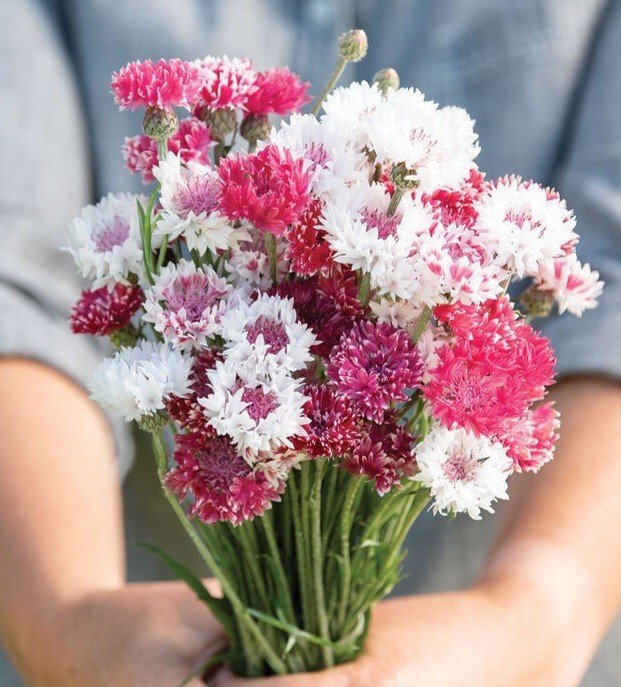 100 Bachelor Button Classic Romantic Mix seeds