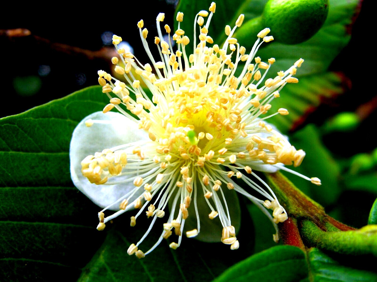 100 Lemon Apple Pink Guava Tree Fruit Seeds ‘Ruby Supreme’ Plant Psidium guajava