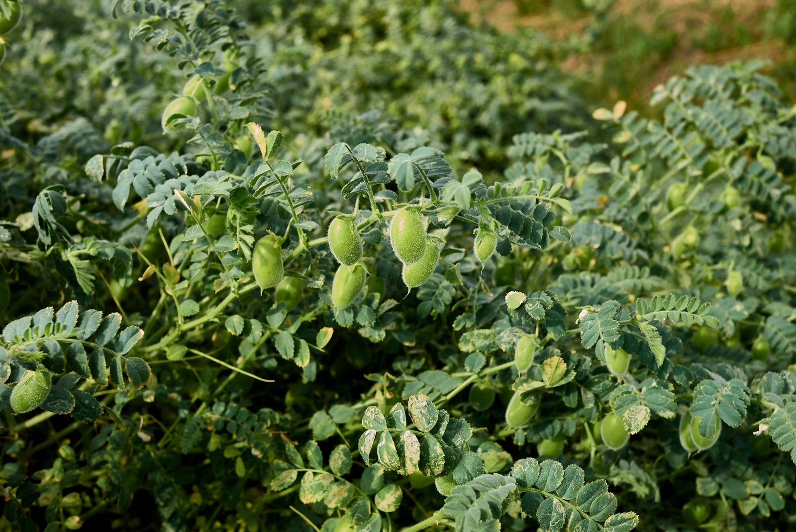 15 CHICK PEA / GARBANZO BEAN Chickpea Cicer Arientum Vegetable Seeds *Comb S/H