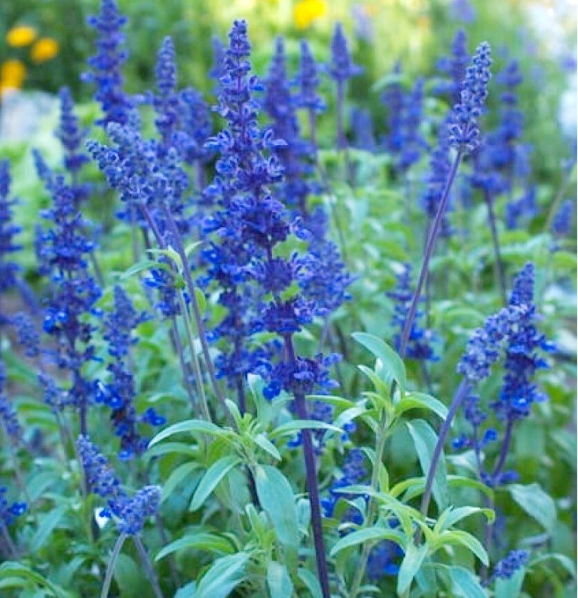 350 Mealy Blue Sage Seeds Blue bedder Fragrant leaves Salvia Farinacea Blue