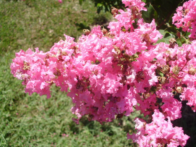 25 HOPI CREPE MYRTLE SEEDS – Lagerstroemia indica