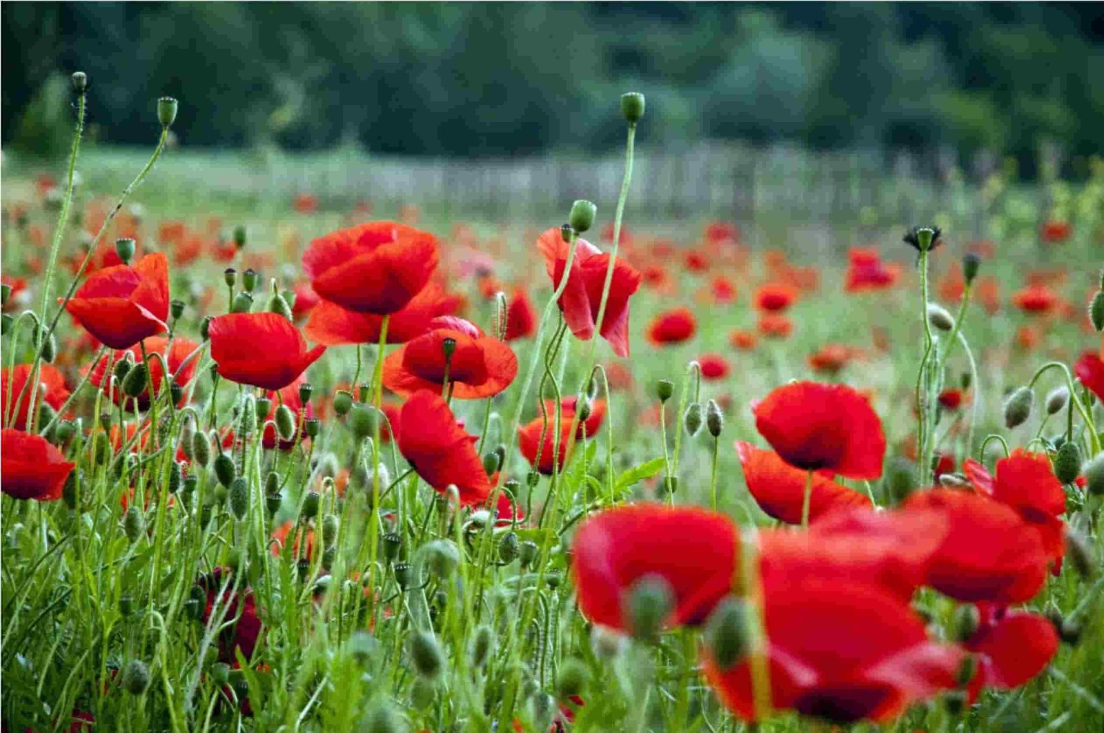 Poppy – Papaver orientale – Brilliant seed