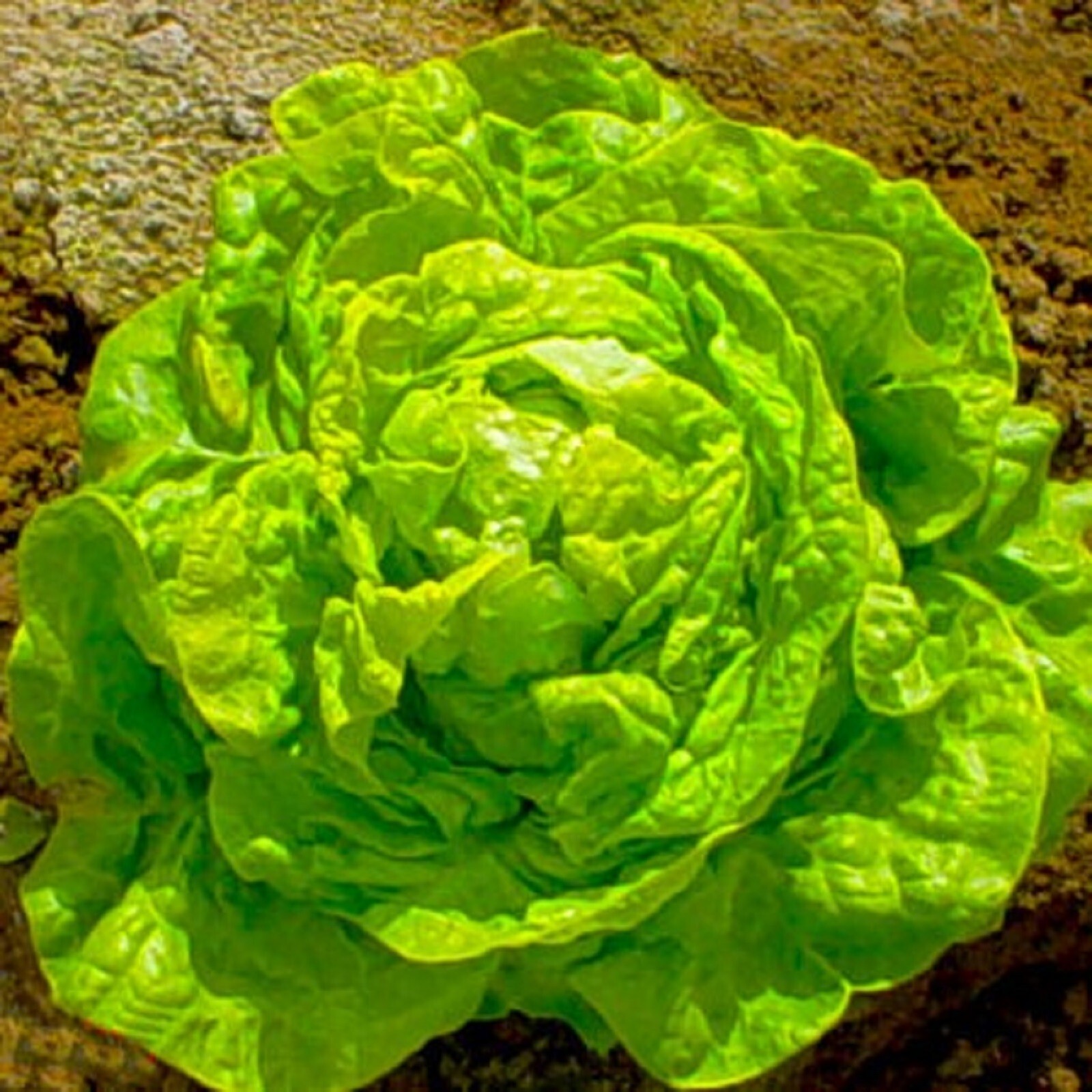 White Boston Butterhead Lettuce Seeds 500+ SEEDS NON-GMO BUY 4 ITEMS FREE SHIP