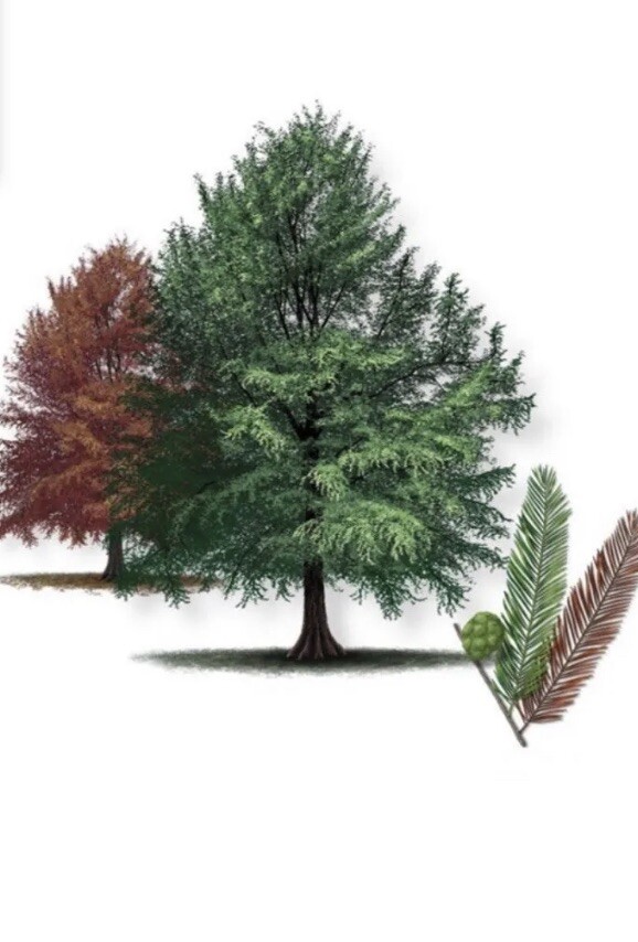 TWO Bald Cypress (Taxodium distichum) 1-2 year old , well rooted