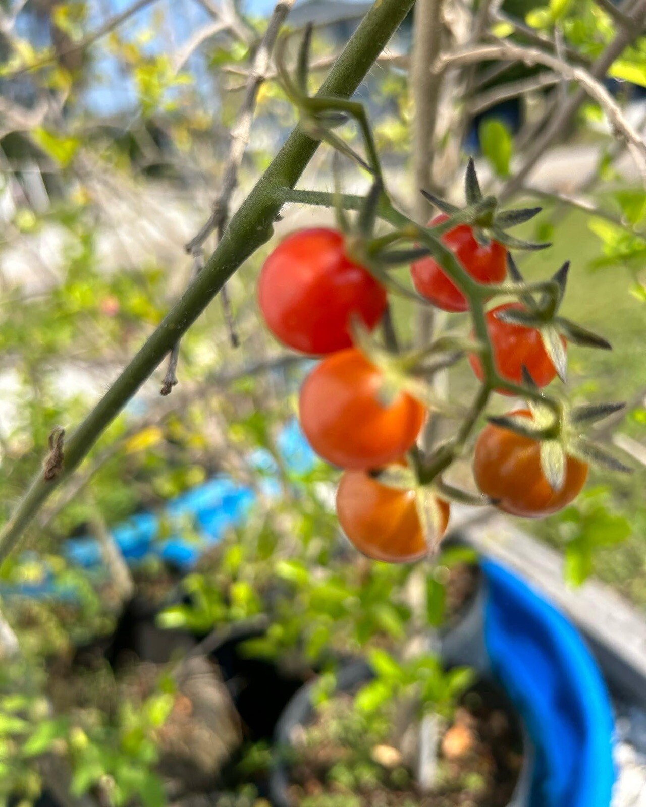 Florida Everglades Organic Tomato Seeds 30+ Non GMO Garden 24