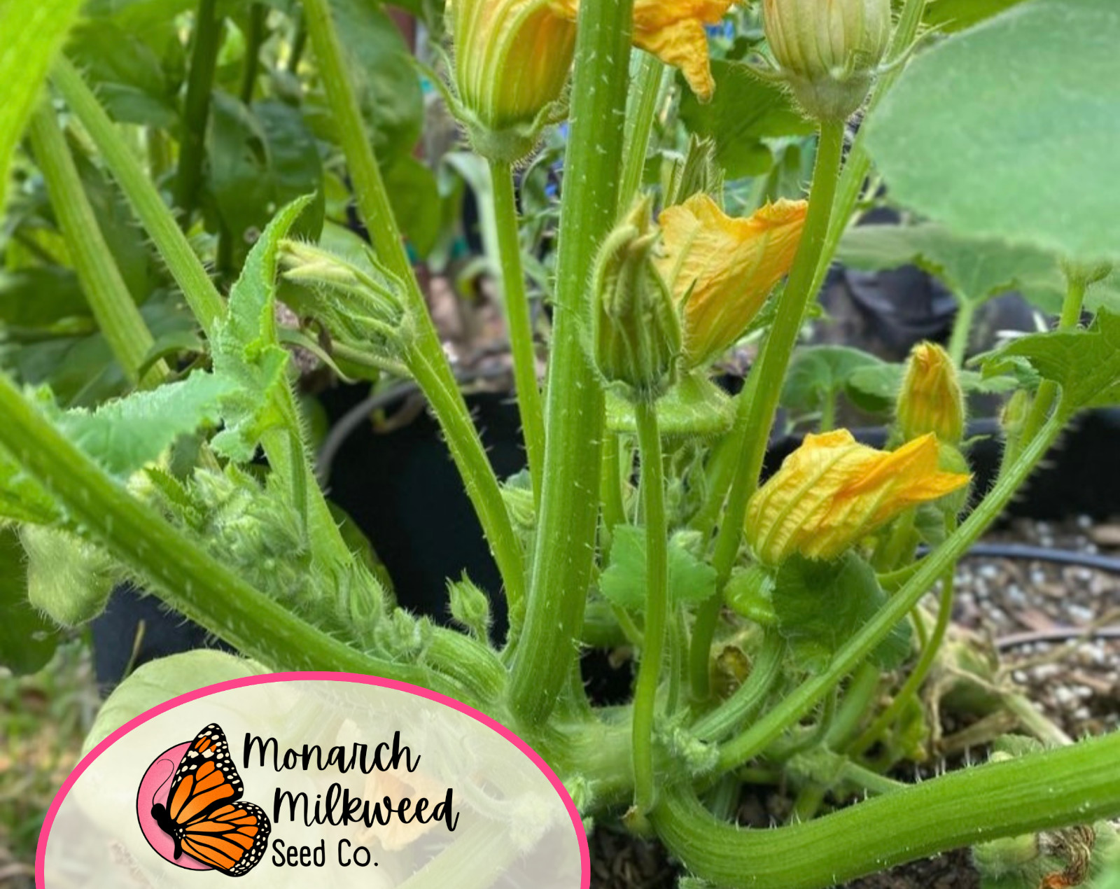 75+ Squash Seeds ‘White Bush Scallop’ | Heirloom, Non-GMO, Vegetable Gardening