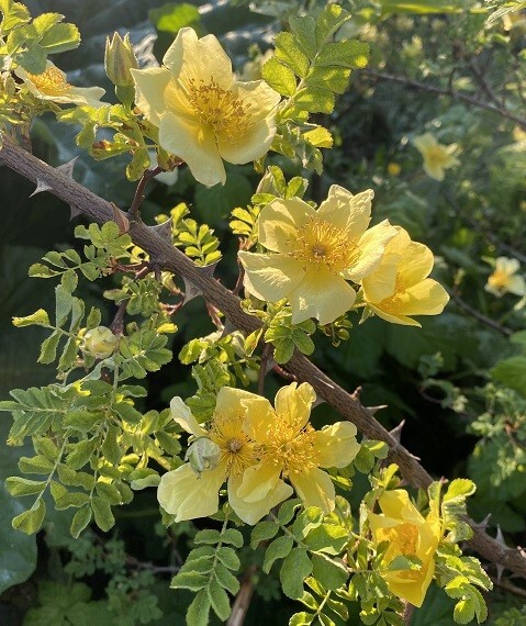 Canary Bird Rose Rosa xanthina Manchu Rose 10 seeds